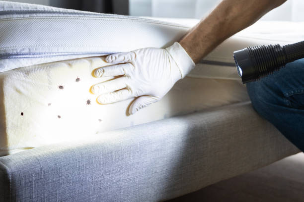 Best Pest Inspection Near Me  in Jasmine Estates, FL
