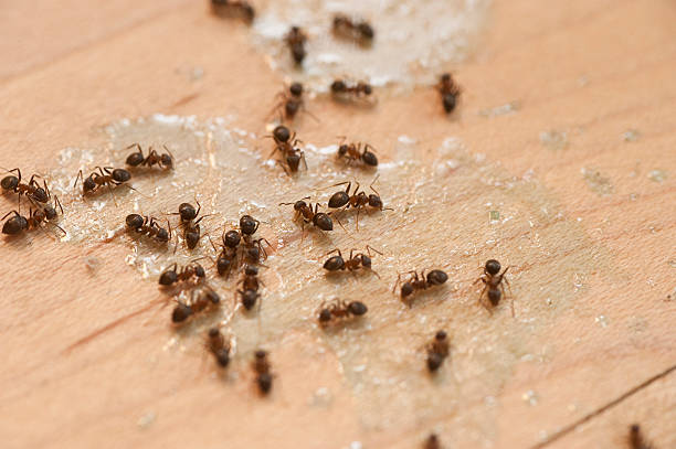 Best Ant Control Services  in Jasmine Estates, FL