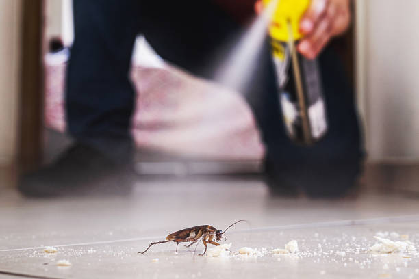 Best Mosquito Control Services  in Jasmine Estates, FL