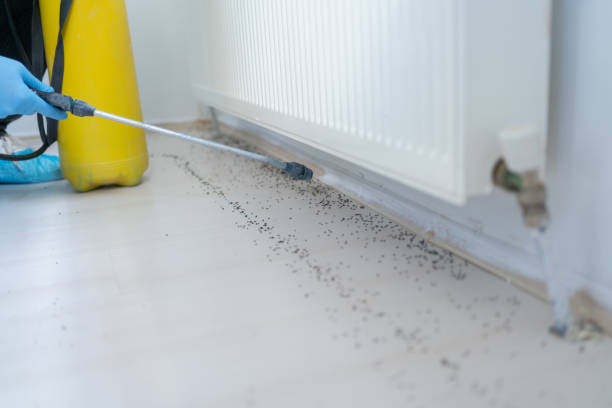 Best Flea Control Services  in Jasmine Estates, FL